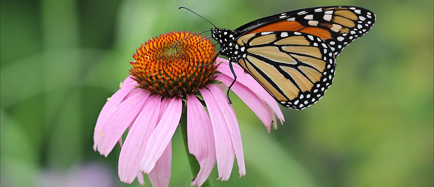 Biology - Biodiversity Gardens Page Banner